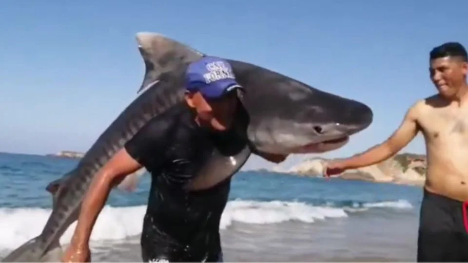 Algunos señalaron que el tiburón pudo haber estado herido, ya que fue capturado con demasiada facilidad.