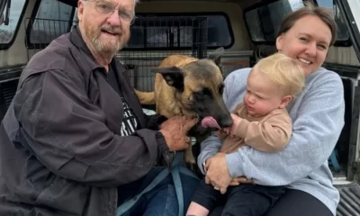 El incidente ocurrió cuando el hombre regresaba a casa y encontró a su mascota siendo atacada por cientos de estos insectos, conocidos como “abejas asesinas”.