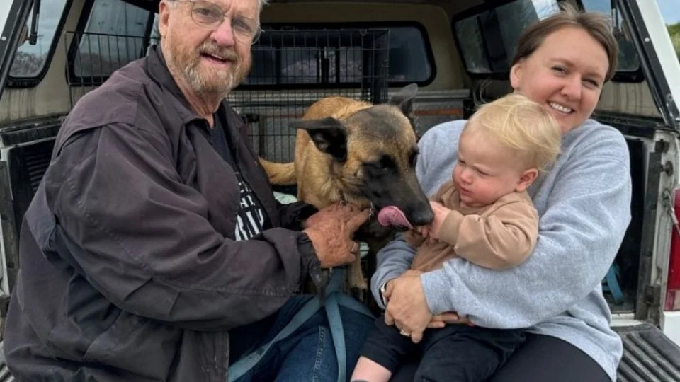 El incidente ocurrió cuando el hombre regresaba a casa y encontró a su mascota siendo atacada por cientos de estos insectos, conocidos como “abejas asesinas”.
