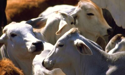 Álvaro López Ríos, dirigente de la UNTA, denunció que la entrada de ganado extranjero devalúa hasta en un 40% el precio del ganado local, además de comprometer la bioseguridad del país.