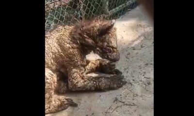 . Jean Joseph Leauraud Russek, director general del Parque Fundidora, confirmó que la intervención de las autoridades y del equipo especializado permitirá que Mina reciba la atención necesaria para mejorar su calidad de vida.