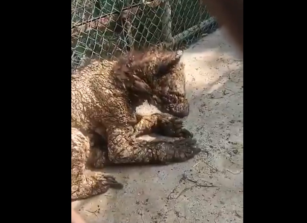 . Jean Joseph Leauraud Russek, director general del Parque Fundidora, confirmó que la intervención de las autoridades y del equipo especializado permitirá que Mina reciba la atención necesaria para mejorar su calidad de vida.