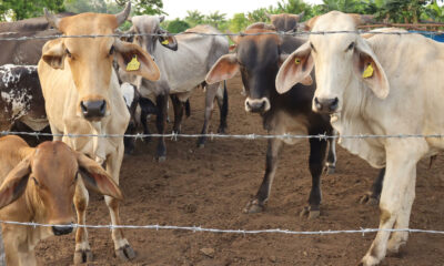 Según el comunicado oficial, las larvas encontradas estaban muertas o intoxicadas gracias al doble tratamiento obligatorio con ivermectina y baño larvicida, lo que impidió su reproducción