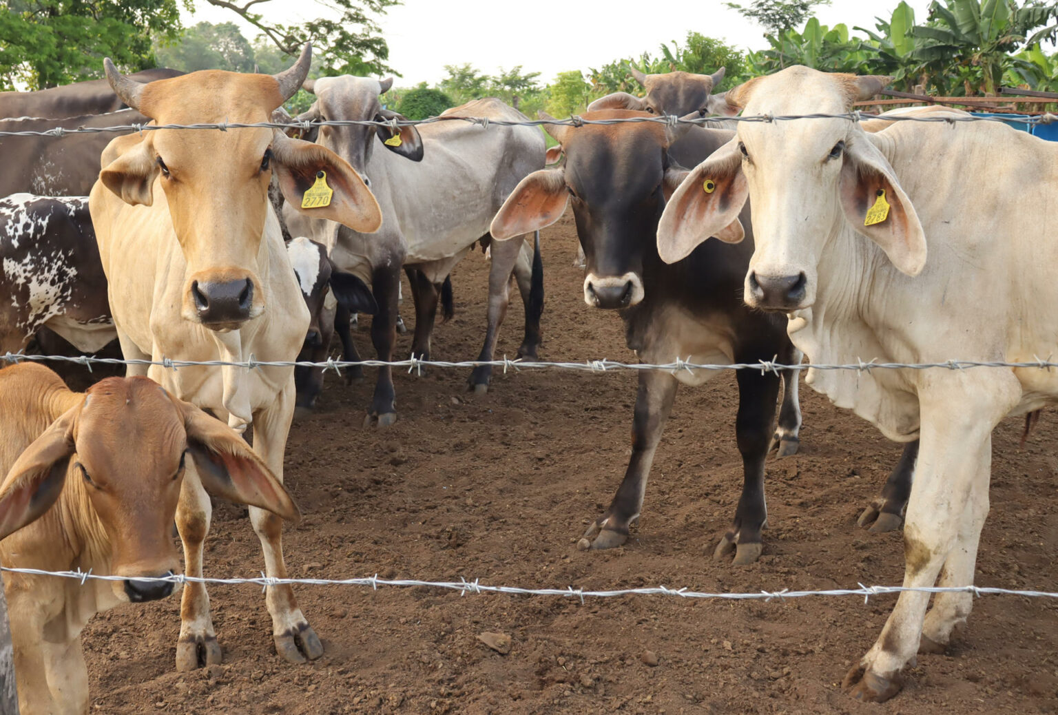 Según el comunicado oficial, las larvas encontradas estaban muertas o intoxicadas gracias al doble tratamiento obligatorio con ivermectina y baño larvicida, lo que impidió su reproducción