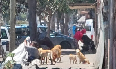 Vecinos de la zona han reportado en redes sociales la presencia de jaurías en colonias y fraccionamientos, alertando sobre el peligro que representan