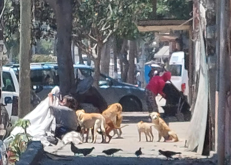 Vecinos de la zona han reportado en redes sociales la presencia de jaurías en colonias y fraccionamientos, alertando sobre el peligro que representan
