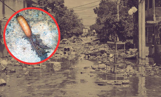 Los gusanos cola de rata tienen una apariencia similar a la de una abeja en su fase adulta y utilizan un largo sifón para respirar en ambientes acuáticos