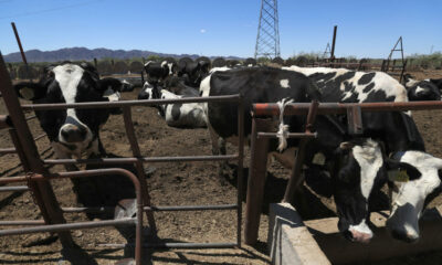 Sid Miller, titular de la dependencia, aseguró que existen suficientes controles sanitarios para evitar riesgos y que el cierre fronterizo ha afectado gravemente la economía ganadera del estado.