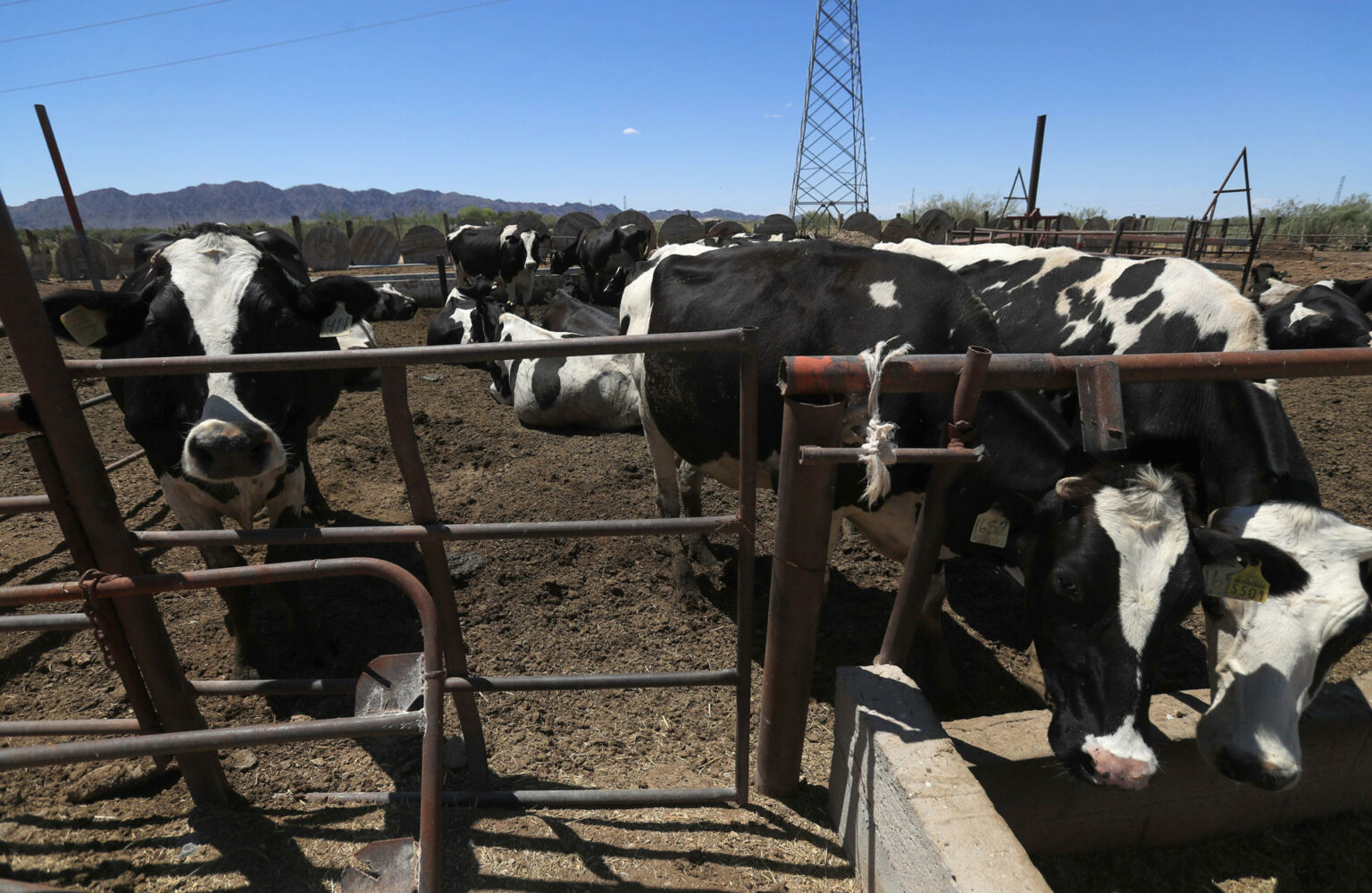 Sid Miller, titular de la dependencia, aseguró que existen suficientes controles sanitarios para evitar riesgos y que el cierre fronterizo ha afectado gravemente la economía ganadera del estado.