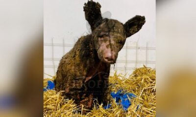 A través de redes sociales, la organización compartió un mensaje en nombre del ejemplar, destacando que se encuentra estable y avanzando poco a poco.