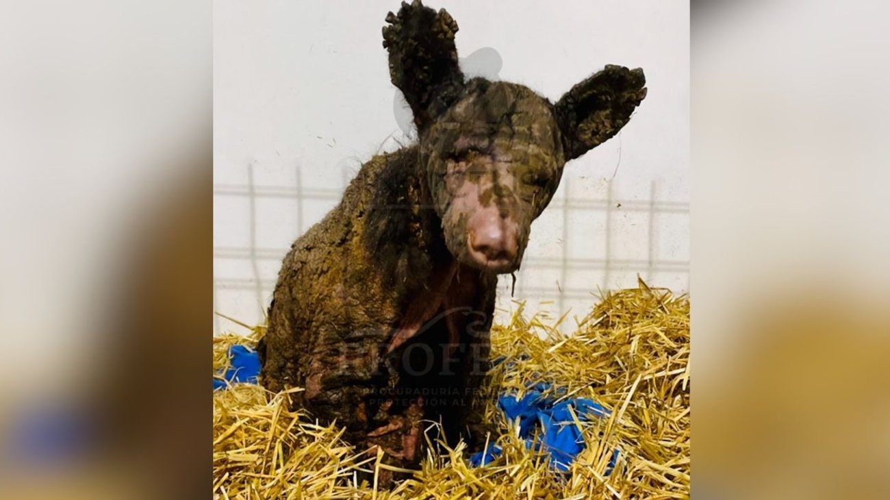 A través de redes sociales, la organización compartió un mensaje en nombre del ejemplar, destacando que se encuentra estable y avanzando poco a poco.