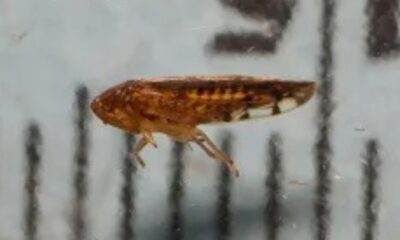 La Osbornellus Salsus es un insecto del tipo cicadélido que se alimenta de la savia de hierbas, arbustos y árboles.