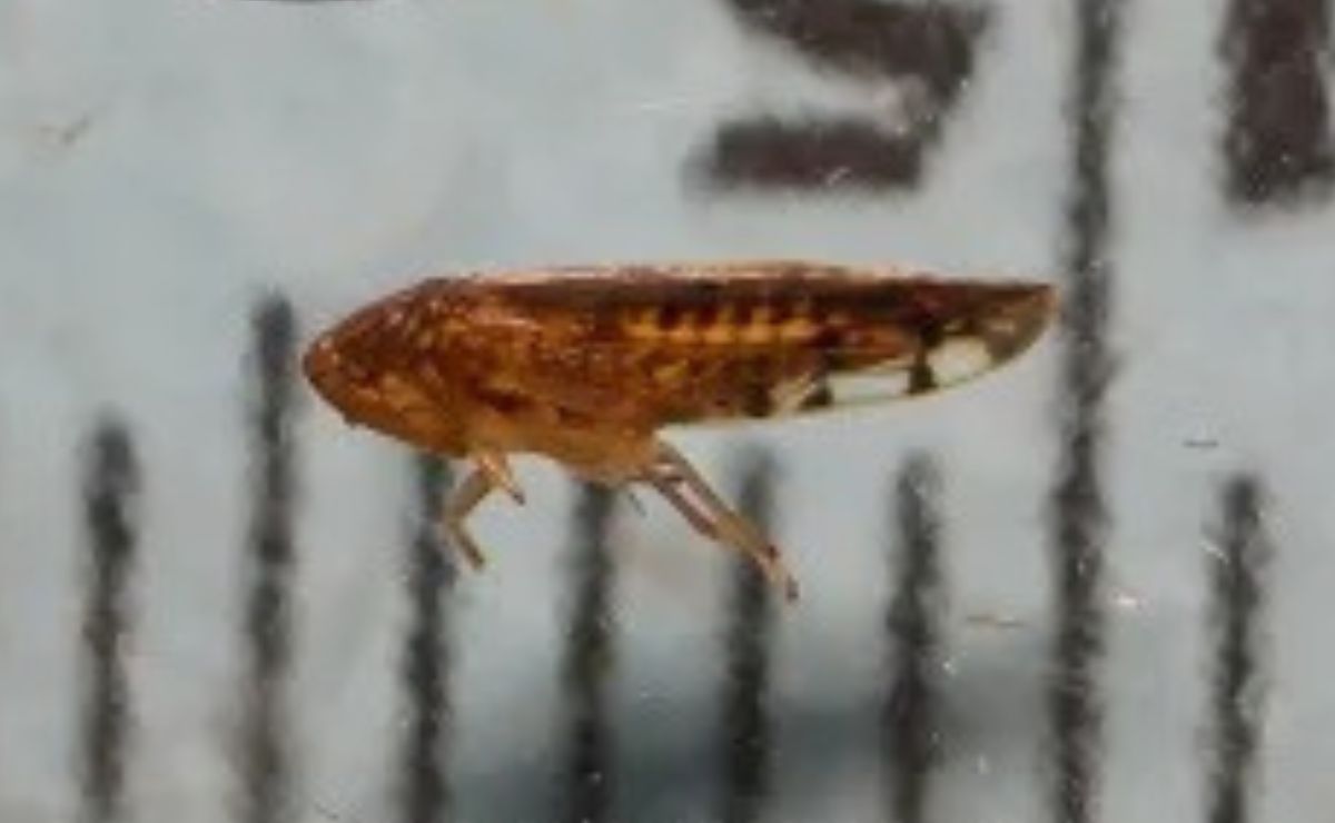 La Osbornellus Salsus es un insecto del tipo cicadélido que se alimenta de la savia de hierbas, arbustos y árboles.
