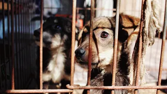 En el caso de servidores públicos, como alcaldes o responsables de centros de bienestar, se les impondrá una inhabilitación equivalente al tiempo de prisión dictado, además de la sanción penal correspondiente.