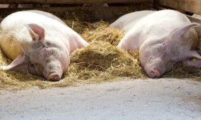 En Italia, la PPA ha provocado el sacrificio de 117 mil animales desde 2022 y el cierre de numerosas granjas