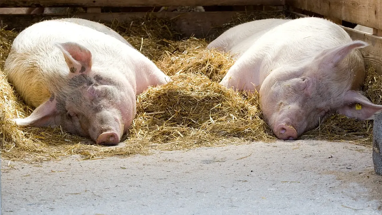 En Italia, la PPA ha provocado el sacrificio de 117 mil animales desde 2022 y el cierre de numerosas granjas