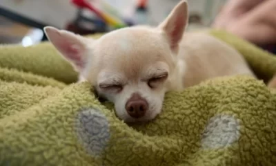 El evento se llevará a cabo el domingo 28 de febrero, de 10:00 a 15:30 horas, en las instalaciones del Centro de Bienestar Animal, ubicado dentro del Parque España, en el sector Buenos Aires.