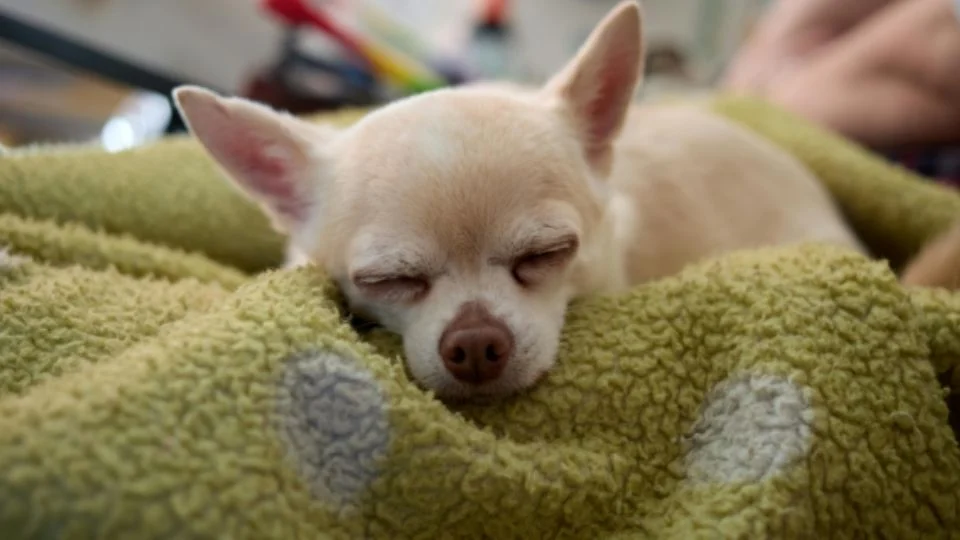 El evento se llevará a cabo el domingo 28 de febrero, de 10:00 a 15:30 horas, en las instalaciones del Centro de Bienestar Animal, ubicado dentro del Parque España, en el sector Buenos Aires.