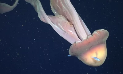 Según los investigadores, la medusa medía cerca de 11 metros, una dimensión comparable a la de un autobús escolar.