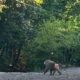 Ante estos reportes, autoridades recomiendan no acercarse al animal ni intentar alimentarlo, y en su lugar dar aviso inmediato a Protección Civil o a instancias ambientales del estado.