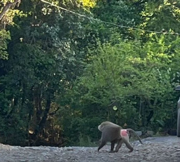 Ante estos reportes, autoridades recomiendan no acercarse al animal ni intentar alimentarlo, y en su lugar dar aviso inmediato a Protección Civil o a instancias ambientales del estado.