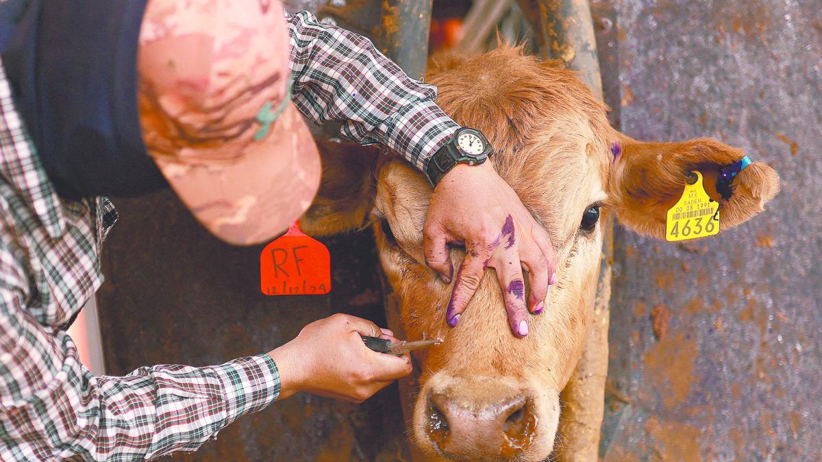 Como parte de las acciones preventivas, la organización ha distribuido larvicidas, medicamentos y trampas de monitoreo