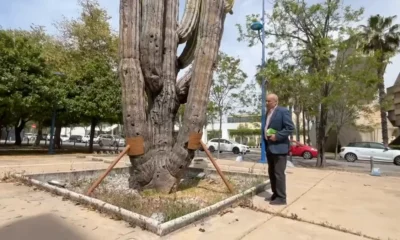 El cactus fue seleccionado en el Valle de los Gigantes, en Mexicali, y trasladado a España en una compleja operación logística en 1992.