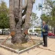 El cactus fue seleccionado en el Valle de los Gigantes, en Mexicali, y trasladado a España en una compleja operación logística en 1992.