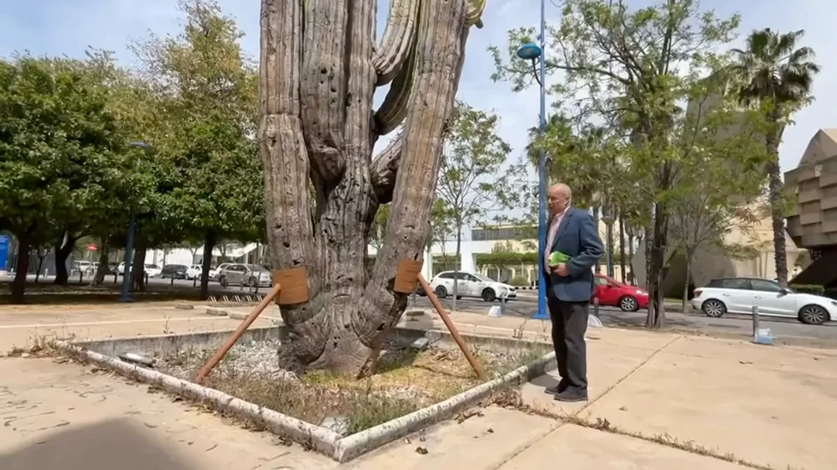 El cactus fue seleccionado en el Valle de los Gigantes, en Mexicali, y trasladado a España en una compleja operación logística en 1992.