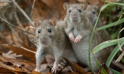 El hantavirus puede provocar síntomas como fiebre, fatiga, escalofríos y dolor corporal, pero en casos graves deriva en complicaciones respiratorias y falla multiorgánica, con una alta tasa de mortalidad.