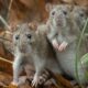 El hantavirus puede provocar síntomas como fiebre, fatiga, escalofríos y dolor corporal, pero en casos graves deriva en complicaciones respiratorias y falla multiorgánica, con una alta tasa de mortalidad.