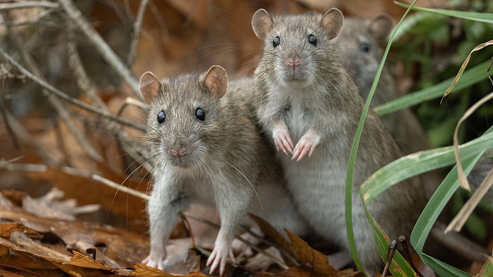 El hantavirus puede provocar síntomas como fiebre, fatiga, escalofríos y dolor corporal, pero en casos graves deriva en complicaciones respiratorias y falla multiorgánica, con una alta tasa de mortalidad.