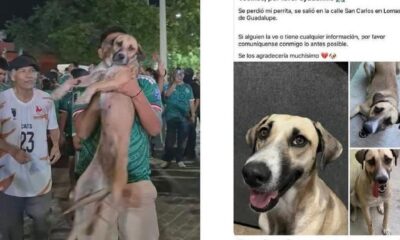 Mientras veía el video difundido en redes sociales, la dueña reconoció a su mascota cuando un aficionado la cargó y la levantó frente a la cámara como parte de la celebración