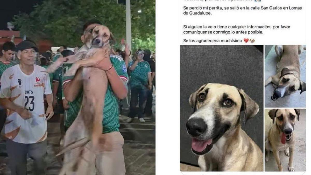Mientras veía el video difundido en redes sociales, la dueña reconoció a su mascota cuando un aficionado la cargó y la levantó frente a la cámara como parte de la celebración