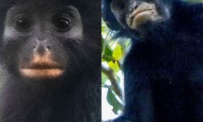La especie, descrita en la revista PLOS One, fue fotografiada por primera vez en 2008 en el Parque Nacional de Lomami.