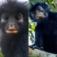 La especie, descrita en la revista PLOS One, fue fotografiada por primera vez en 2008 en el Parque Nacional de Lomami.