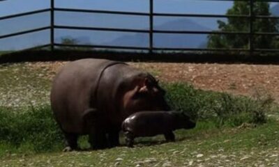 El parque recordó que el hipopótamo africano es una de las especies emblemáticas y fundadoras del recinto, por lo que la llegada del nuevo ejemplar tiene un significado especial.