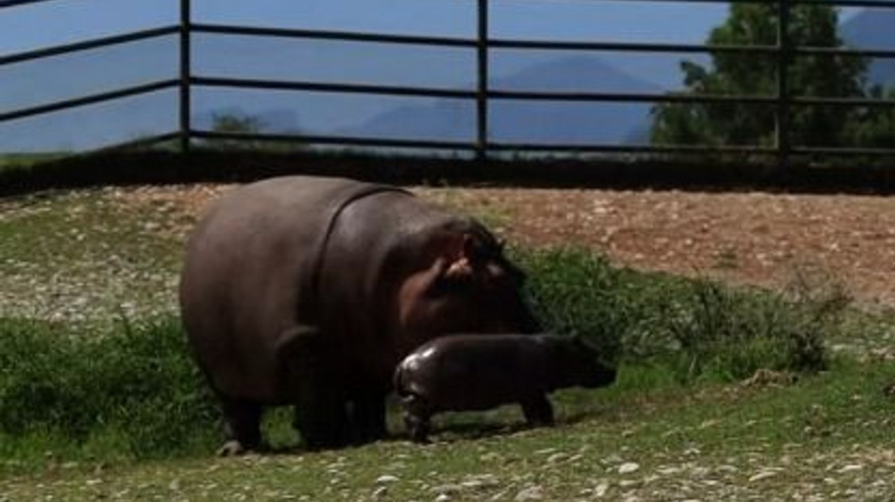 El parque recordó que el hipopótamo africano es una de las especies emblemáticas y fundadoras del recinto, por lo que la llegada del nuevo ejemplar tiene un significado especial.