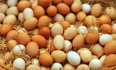 La medida incluye huevos blancos y marrones de gallinas libres, distribuidos entre el 6 de junio y el 3 de julio de 2026, con fechas de consumo preferente del 20 de julio al 17 de agosto.