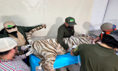 Kenzo había escapado desde la noche del sábado de un predio ubicado en la comunidad de San Bernardo Tlalmimilolpan, situación que mantuvo en alerta a los habitantes de Tepetlaoxtoc y comunidades cercanas.