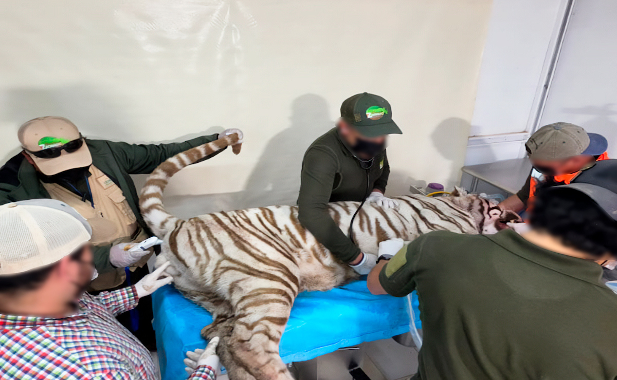 Kenzo había escapado desde la noche del sábado de un predio ubicado en la comunidad de San Bernardo Tlalmimilolpan, situación que mantuvo en alerta a los habitantes de Tepetlaoxtoc y comunidades cercanas.