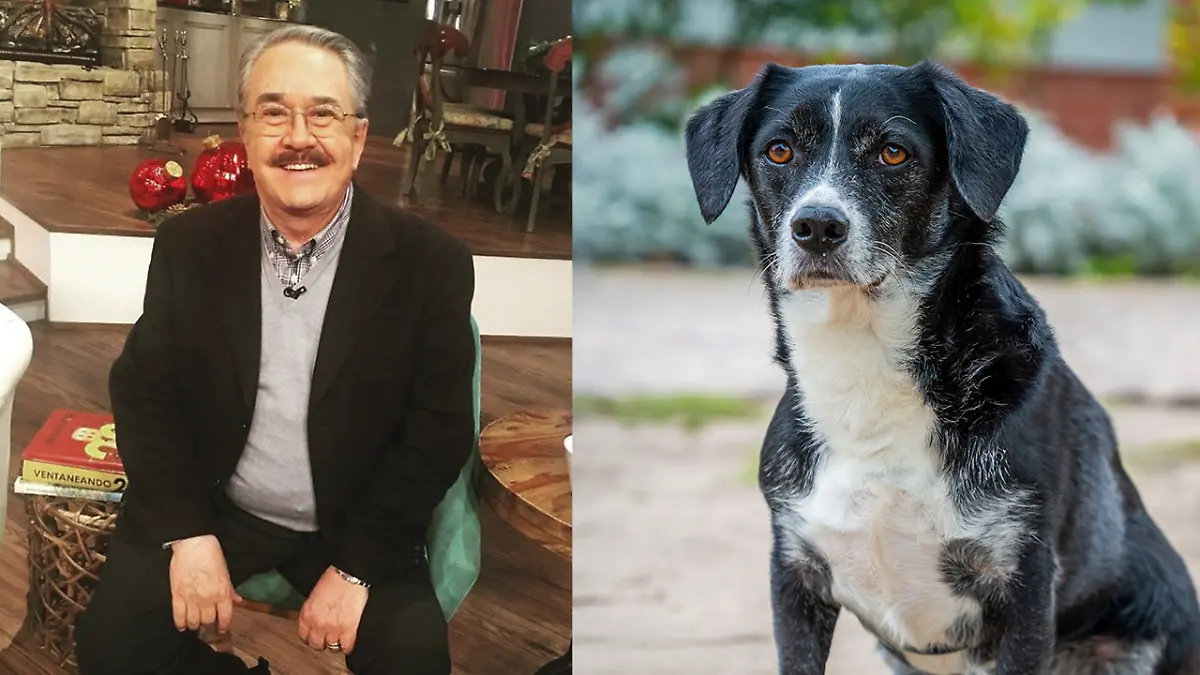 Pedro Sola también afirmó que nunca sería capaz de hacer daño a un animal y aseguró sentirse avergonzado por el impacto que generaron sus declaraciones