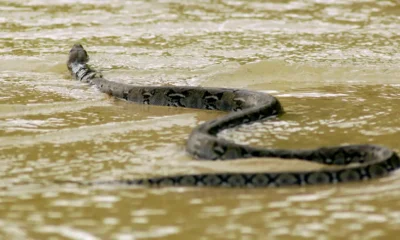 La oficina regional de Hengzhou confirmó la presencia de algunos ejemplares en las aguas que cubren diversos poblados, lo que ha incrementado la preocupación entre las autoridades y los habitantes.