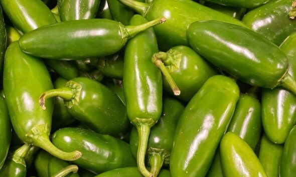 De acuerdo con autoridades de Estados Unidos, el brote de Salmonella Javiana acumula 345 casos en 27 estados y 36 hospitalizaciones, sin muertes reportadas