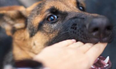 De acuerdo con el Reglamento de Protección y Bienestar Animal, ocasionar lesiones constituye una falta muy grave, castigada con una sanción de 201 a 500 UMA
