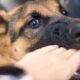 De acuerdo con el Reglamento de Protección y Bienestar Animal, ocasionar lesiones constituye una falta muy grave, castigada con una sanción de 201 a 500 UMA