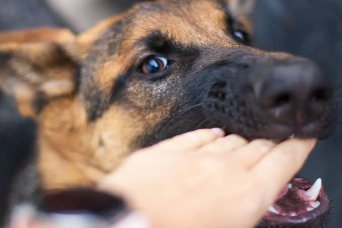 De acuerdo con el Reglamento de Protección y Bienestar Animal, ocasionar lesiones constituye una falta muy grave, castigada con una sanción de 201 a 500 UMA