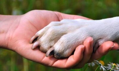 Para hacer válido el permiso, el trabajador tendría que presentar una constancia expedida por un médico veterinario que acredite el fallecimiento de la mascota.