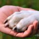 Para hacer válido el permiso, el trabajador tendría que presentar una constancia expedida por un médico veterinario que acredite el fallecimiento de la mascota.