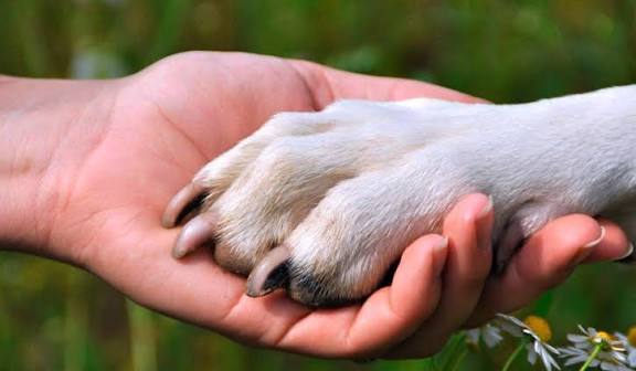 Para hacer válido el permiso, el trabajador tendría que presentar una constancia expedida por un médico veterinario que acredite el fallecimiento de la mascota.